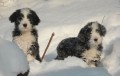 BEARDED COLLIE - ernobl ttka s PP