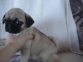 mops tntka
