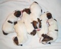 Jack Russell Terrier