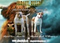 Americky Buldog-Albanybulls