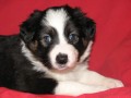 Border collie tn pes s PP