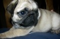 mops tntka