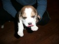 Prodej tnte bdla -beagle- s PP