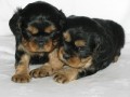 ttka Kavalr King Charles Spaniel s PP