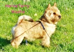 HARVIE Terry-Westie-barva grizzly