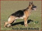 Noris Hartis Bohemia