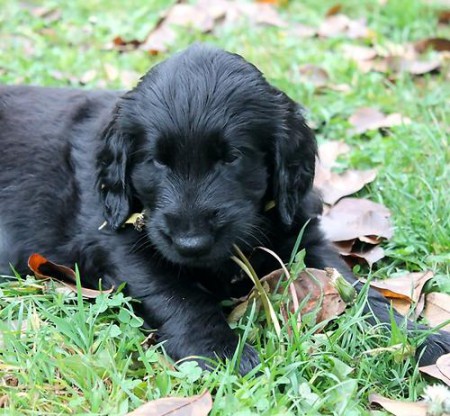 Flat coated retrievr -  ttka po terapeutick fence