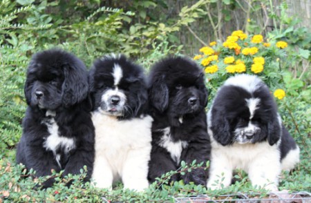 Canadian Beardog