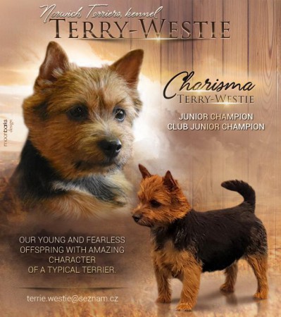 J.CH.CH.CHARISMA Terry-Westie,barva ern s plenm