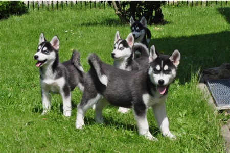 Modr oci Sibirsk husky