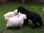 FLAT COATED RETRIEVER