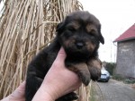 Tibetsk doga, tata