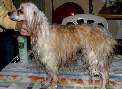 Andulka - koup�n�