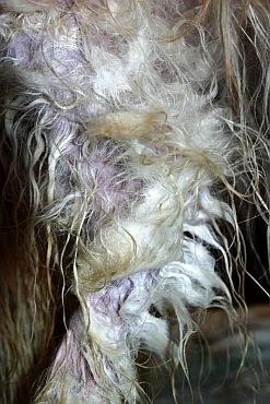 Andulka - koup�n�