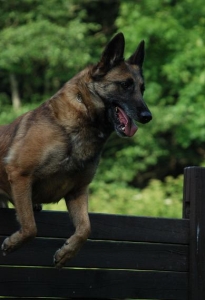 Nejlep�� fenka - AJ�A Cachovanka