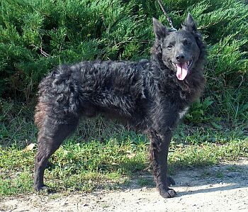 HJCh, HGrCh, HJubCh Ny�rs�gfia Maci