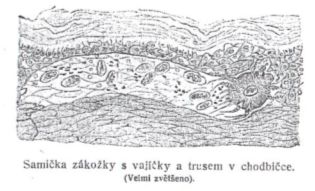 Samička zákožky s vajíčky a trusem v chodbičce