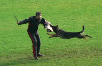 Proti�tok v proveden� Besi Zde-Sko