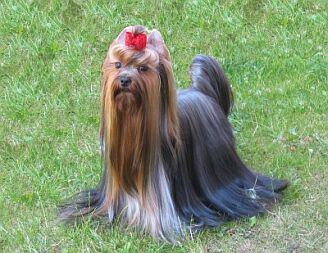 Olympia �lut� �eka